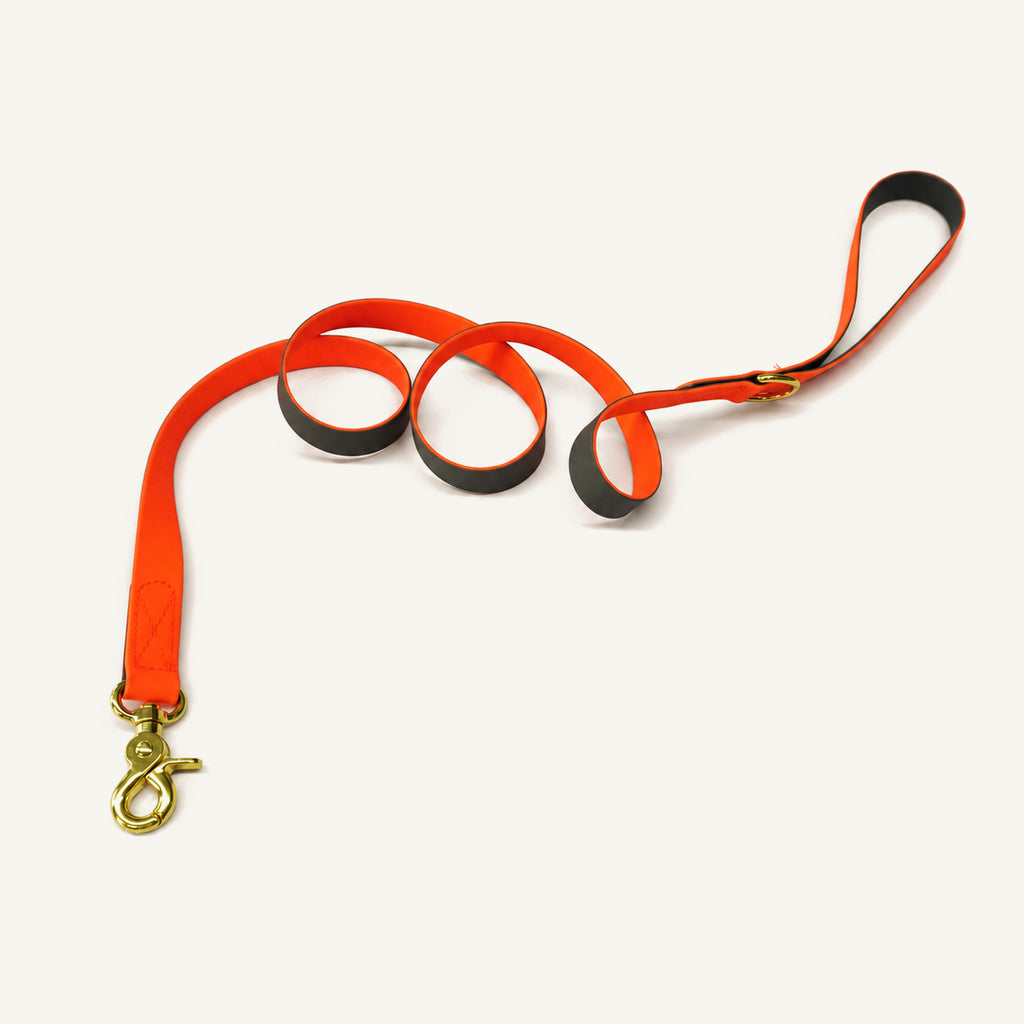 Orange Coated Webbing Dog Leash with D-Ring