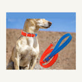 Custom two tone embossed PVC dog collar leash set shown in outdoor use