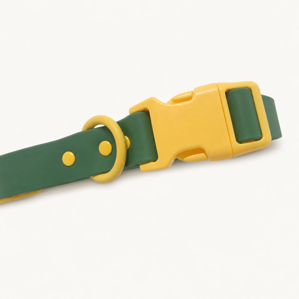 Custom Coated Dog Collar with Contrast Buckle
