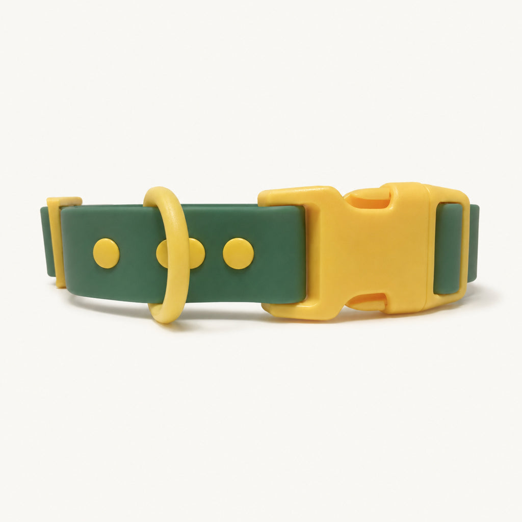 Custom Coated Dog Collar with Contrast Buckle