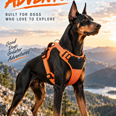 Reflective Outdoor Dog Harness with Control Handle and Bungee System